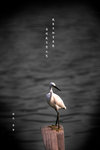 IMG_8985-85