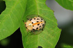 �P�Z���t��Aspidomorpha miliaris Toroise Beetle �q�K�Ҭ� Hispidae�r 

IMG_0610-10