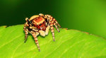 IMG_1731-cc