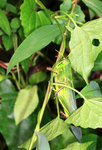 IMG_4089-cc