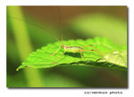IMG_4091cc
