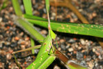 IMG_9331-31
