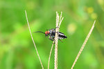 IMG_9647-47