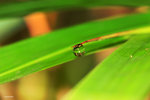 IMG_2432-32