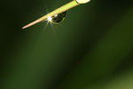 IMG_5392-aa