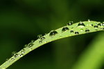 IMG_6048-aa