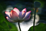 IMG_7425-25
