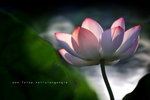 IMG_7426-26