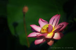 IMG_7483-83
