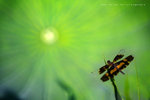 IMG_7489-89