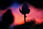 IMG_8906-06