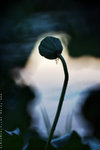 IMG_8909-09