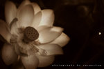 IMG_8941-41