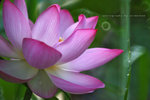 IMG_8946-46