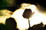 IMG_8955-55