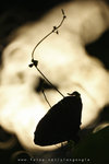 IMG_8976-76