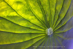 IMG_8984-84