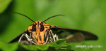 
IMG_8737-37