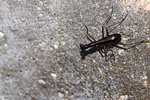 IMG_5917-bb