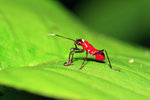 IMG_5976-bb