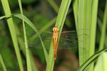 IMG_5995-bb