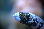 IMG_3155-55