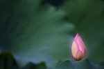 _MG_5226(1)