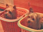 in basket
