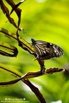 DSC_1894-fotop
