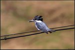 IMG_3453