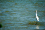 DSC_67110025Cwing&CHIU