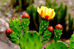 13. �P�H�x��