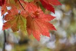 20091006_179