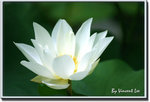 05hkparklotus07
