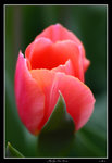 PS_ps_flower_09_0014_RS