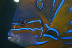 �Ӥ� 437