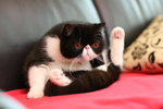 Cat_09