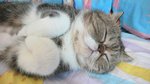 Sleepy_Mocha8