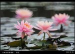 pondflower
