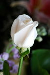 Rose 01