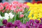DSC_1279_copy