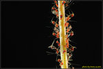 DSC_2592_nEO_IMG