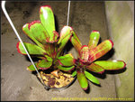 IMG_0147_nEO_IMG Aechmea nudicaulis v. capitata