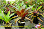 DSC_9339_nEO_IMG Alcantarea imperialis 'Burle Marx Clone'