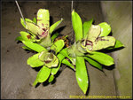 IMG_0148_nEO_IMG Billbergia sanderiana