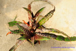 DSC_6500_nEO_IMG Cryptanthus White Lightning