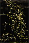DSC_1610_nEO_IMG Drosera gigantea