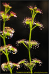 DSC_1613_nEO_IMG Drosera ramellosa