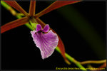 DSC_2705_nEO_IMG Encyclia bractescens