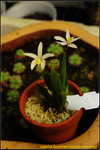 DSC_2136_nEO_IMG Laelia fournieri